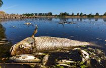  A dead chub and other dead fish float in the Oder River near Brieskow-Finkenheerd, eastern Germany, on Aug. 11, 2022.