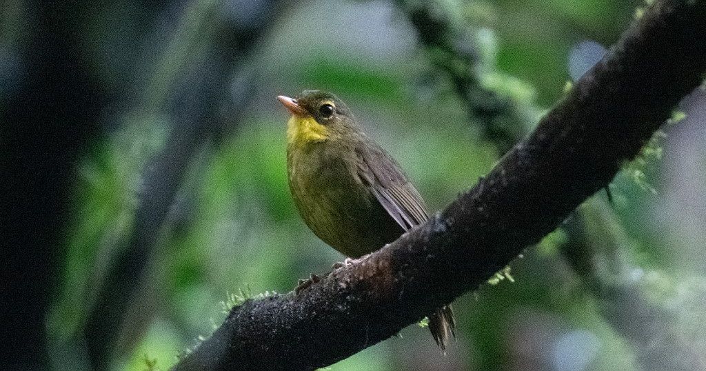 Untraceable for 24 years, a rare bird resurfaces in Madagascar