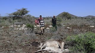 Kenya : cohabitation pénible entre agriculteurs et faune sauvage