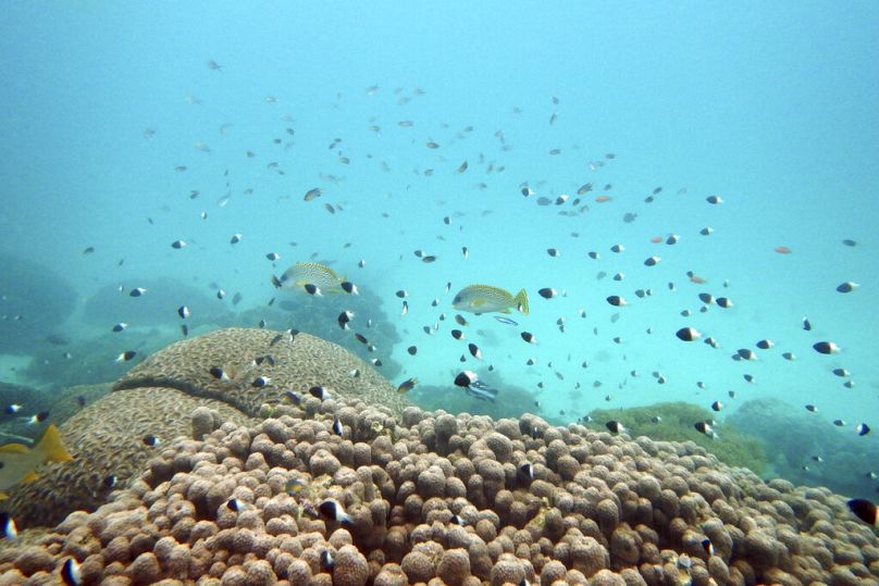 Fische schwimmen in der Nähe einer ausgebleichten Koralle im Kisite Mpunguti Marine Park, Kenia.