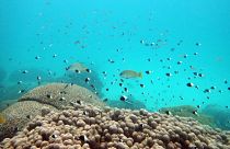 Fish swim near some bleached coral at Kisite Mpunguti Marine park, Kenya in 2022.