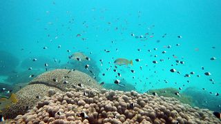 Fish swim near some bleached coral at Kisite Mpunguti Marine park, Kenya in 2022. 