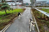 Wild dogs in the Chernobyl area of Ukraine on 3 October 2022.
