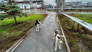 Chiens sauvages dans la région de Tchernobyl en Ukraine le 3 octobre 2022