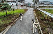 Wild dogs in the Chernobyl area of Ukraine on 3 October 2022.   -