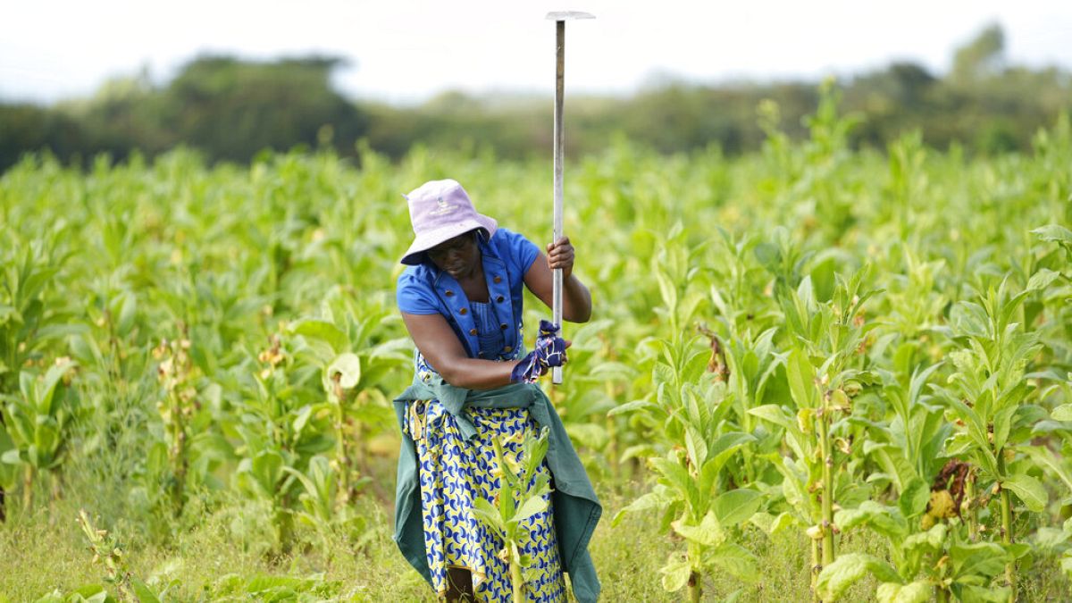 سيدة تعمل في مزرعة للتبغ بالقرب من هراري، عاصمة زيمبابوي