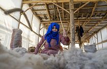 An Afghan woman cleans wools for making carpets at a traditional carpet factory in Kabul, Afghanistan, Sunday, March 5, 2023.