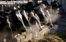 A line of Holstein dairy cows feed through a fence at a dairy farm.