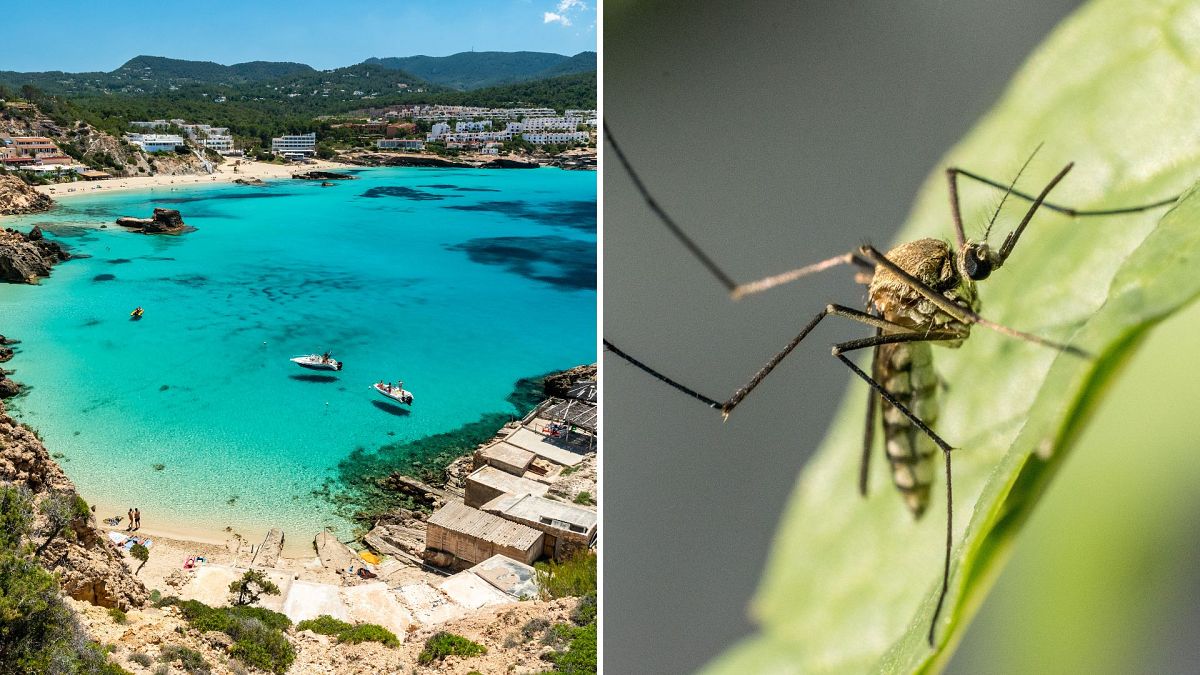 Health authorities are urging tourists to watch out for symptoms of Dengue fever in Ibiza this summer. 