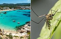 Health authorities are urging tourists to watch out for symptoms of Dengue fever in Ibiza this summer.   -  