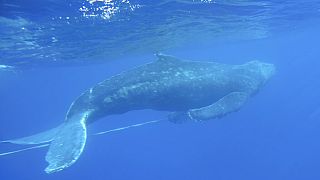 Hosszúszárnyú bálna a hawaii Nemzeti Bálnarezervátumban