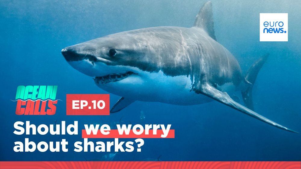 Ocean Calls podcast: Should we worry about sharks?