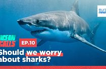Ocean Calls. Episode 10. Should we worry about sharks?
