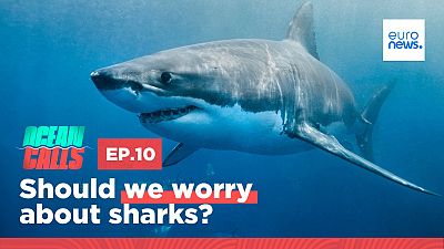 Ocean Calls. Episode 10. Should we worry about sharks?