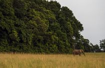 In che modo il Gabon sta proteggendo la sua foresta pluviale?