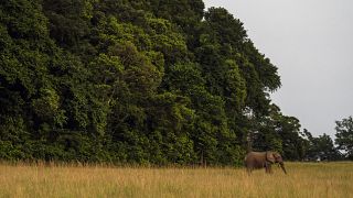Le Gabon préserve sa forêt tropicale, puits de carbone mondial
