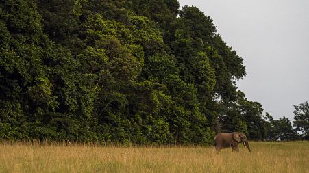 Preservation of tropical forests at heart of Gabon's One Forest Summit