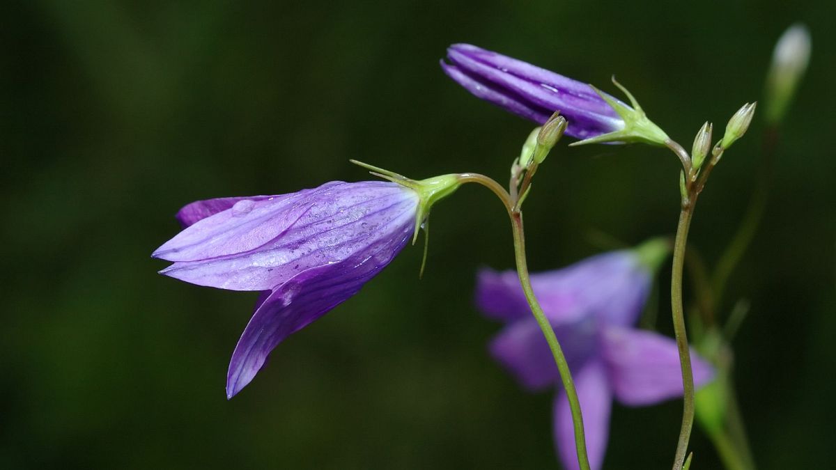 Campanula rotundifolia, or the harebell, is under threat in the UK and Ireland.