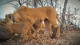 Senegal's Niokolo Koba National Park welcomes three new lion cubs
