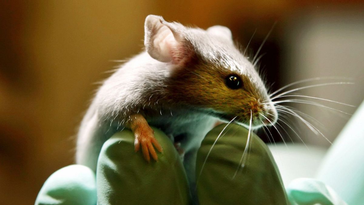 تحقیقات علمی روی موش آزمایشگاهی