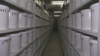 Quase dez mil cérebros estão guardados nestes baldes numa universidade dinamarquesa