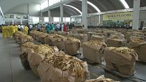 Zimbabwe's tobacco output on the rise