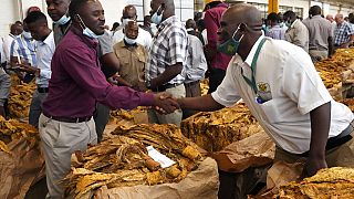 Zimbabwe : la saison de commercialisation de tabac ouverte