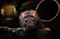 Rats can catch multiple COVID variants, a study has found