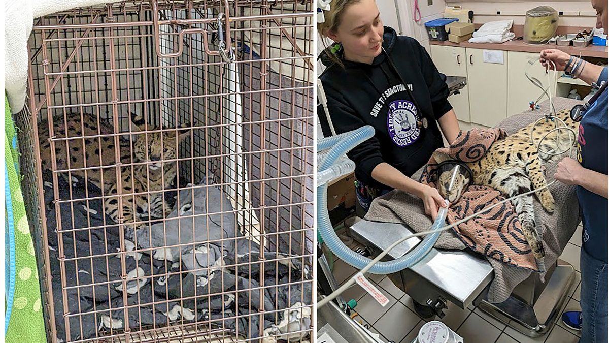 Cincinnati Animal CARE treated the serval cat after it was found to have cocaine in its system.