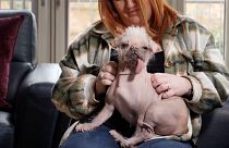 ‘Not everybody’s cup of tea’: Meet Britain’s ugliest dog, Peggy.