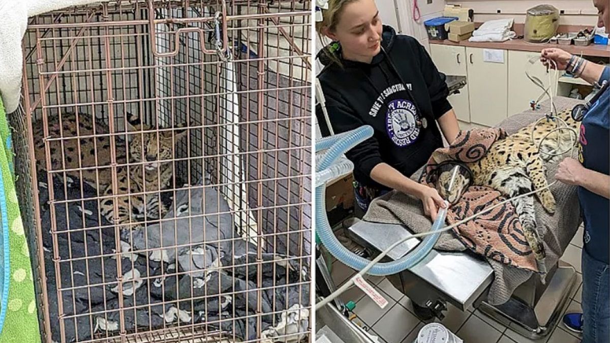 Cincinnati Animal CARE behandelte die Servalkatze, nachdem Kokain in ihrem Körper nachgewiesen wurde.   - Copyright Ray Anderson/Cincinnati Animal CARE via