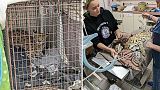 Cincinnati Animal CARE behandelte die Servalkatze, nachdem Kokain in ihrem Körper nachgewiesen wurde.   - Copyright Ray Anderson/Cincinnati Animal CARE via