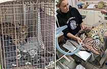 Cincinnati Animal CARE trató al gato después de que se le encontrara cocaína en su organismo.