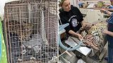 Cincinnati Animal CARE treated the serval cat after it was found to have cocaine in its system.   -  