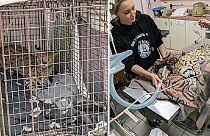 Cincinnati Animal CARE treated the serval cat after it was found to have cocaine in its system.   -