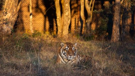 Messi the tiger at LIONSROCK Big Cat Sanctuary in Bethlehem, South Africa.