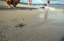 Eine kleine Schildkröte erreicht das Meer