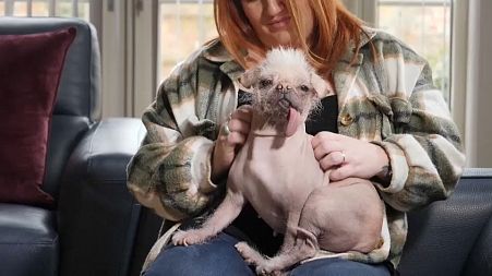  A Chinese Crested and Pug cross called Peggy was voted Britain's ugliest dog. Now she has become a local celebrity.