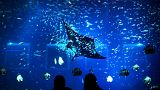 Vor der Küste von Gaza-Stadt wurden Mantarochen an den Strand gespült
