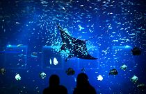 FILE - In this Jan. 18, 2012 file photo, people are silhouetted against the glass of an aquarium while a Giant Manta Ray swims past at a marine park in Singapore. 