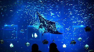 FILE - In this Jan. 18, 2012 file photo, people are silhouetted against the glass of an aquarium while a Giant Manta Ray swims past at a marine park in Singapore.