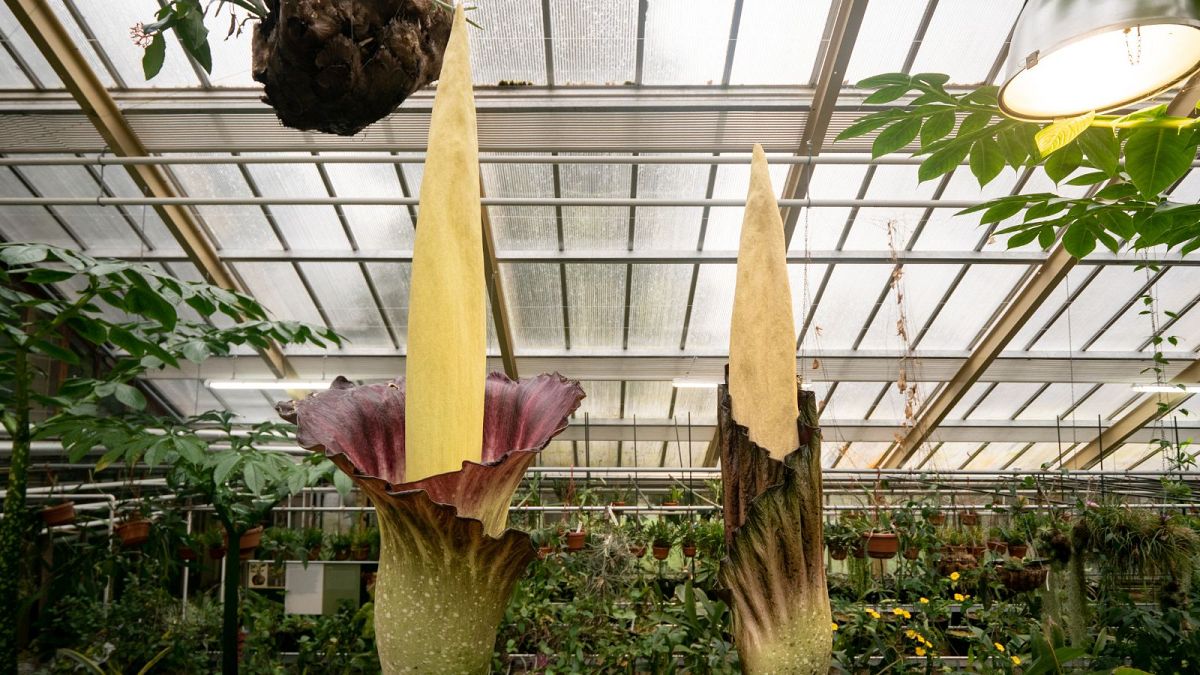 The Amorphophallus gigas 'penis plants' in their full glory a fortnight ago.