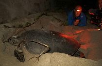 This 30-year-old turtle is a poster girl for Reunion Island’s conservation success.