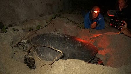 This 30-year-old turtle is a poster girl for Reunion Island’s conservation success.