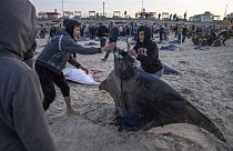 أسماك شيطان البحر (الوطواط) على شاطئ في غزة