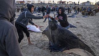 أسماك شيطان البحر (الوطواط) على شاطئ في غزة