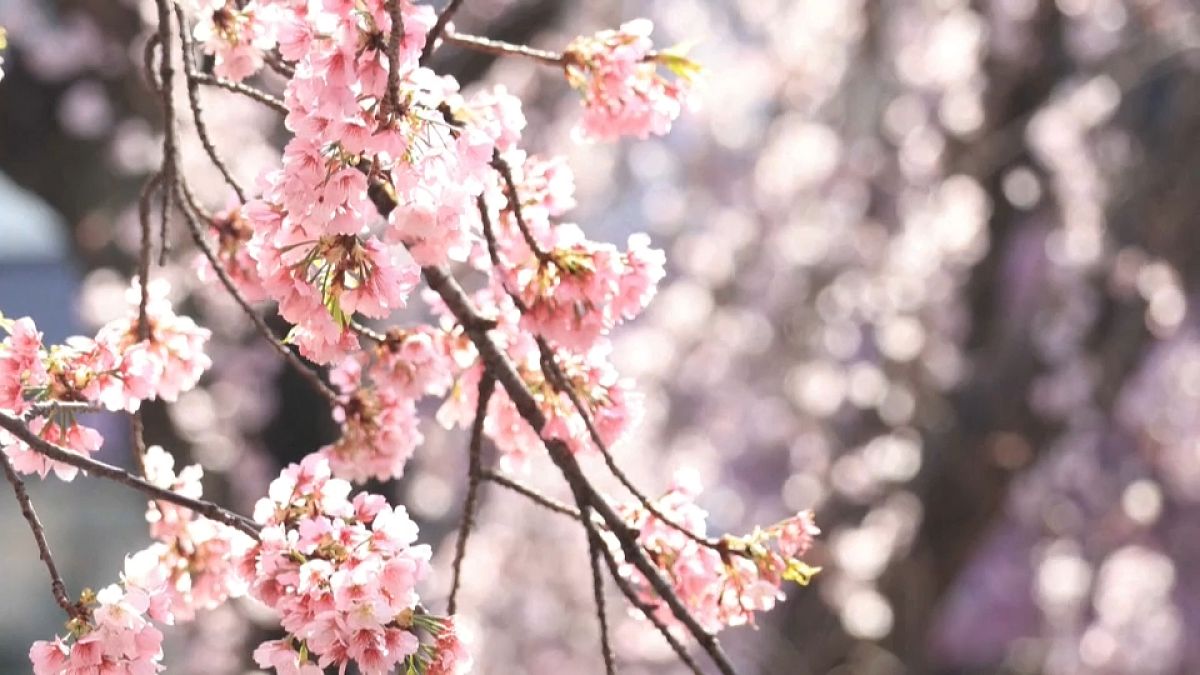 Cerejeiras em flor, em Tóquio