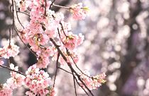 Cerejeiras em flor, em Tóquio