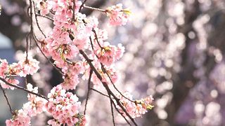 اليابان رسمياً بدء موسم تفتّح زهر الكرز في طوكيو، 14 مارس 2023.