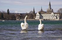 'It's now too late': How invasive species have altered Lake Constance